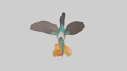 3D model Hummingbird feeding on nectar model VR / AR / low-poly