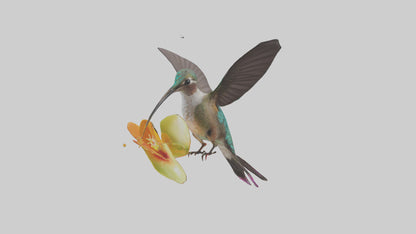 3D model Hummingbird feeding on nectar model VR / AR / low-poly