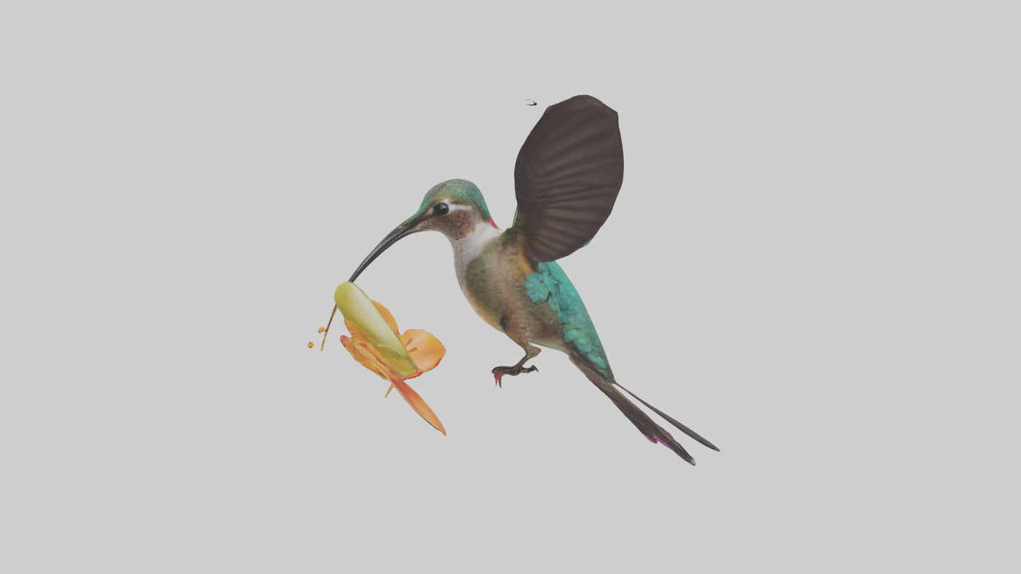 3D model Hummingbird feeding on nectar model VR / AR / low-poly