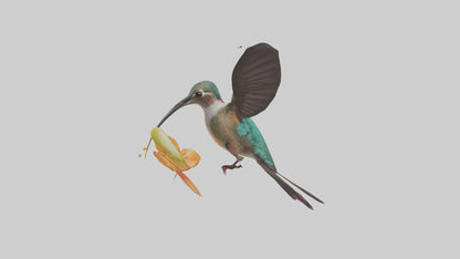 3D model Hummingbird feeding on nectar model VR / AR / low-poly