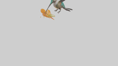 3D model Hummingbird feeding on nectar model VR / AR / low-poly