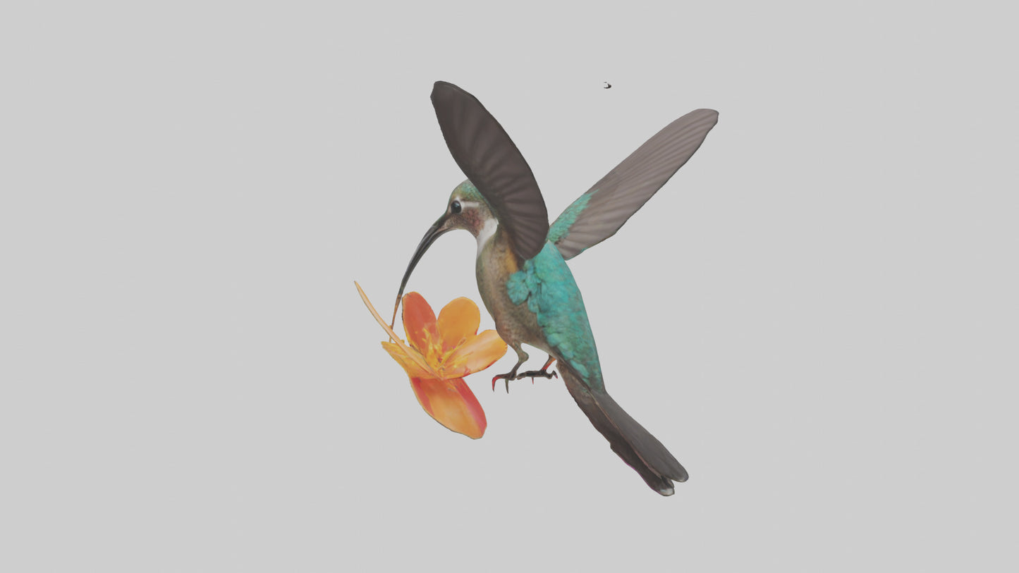 3D model Hummingbird feeding on nectar model VR / AR / low-poly