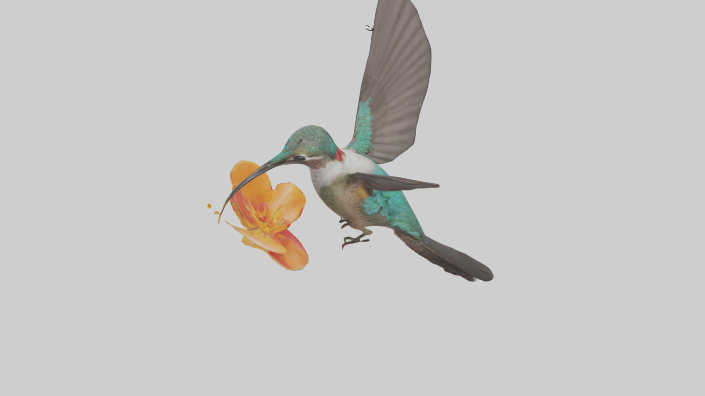 3D model Hummingbird feeding on nectar model VR / AR / low-poly