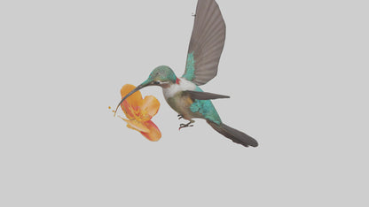 3D model Hummingbird feeding on nectar model VR / AR / low-poly