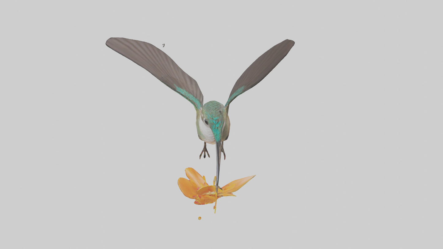 3D model Hummingbird feeding on nectar model VR / AR / low-poly