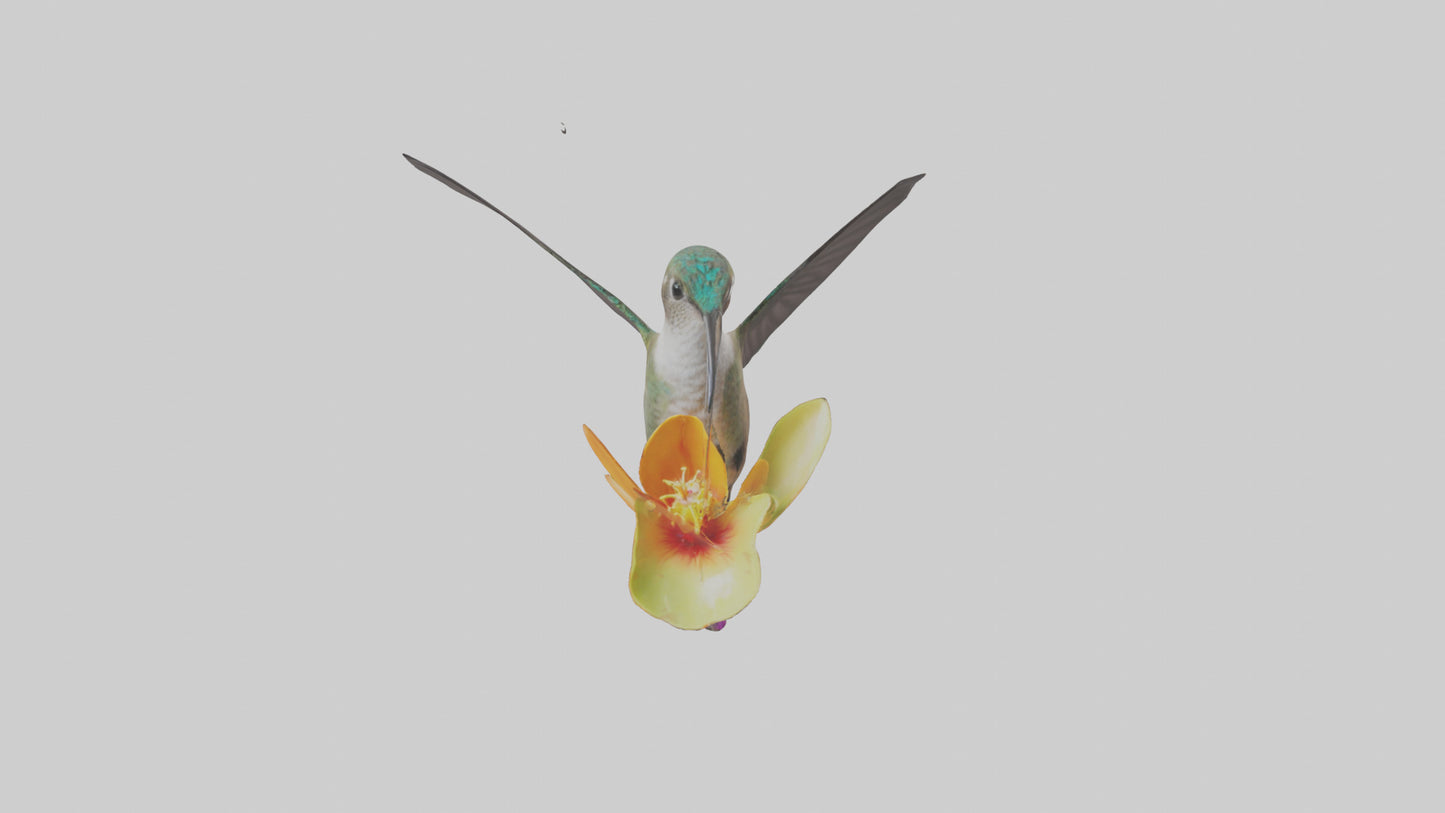 3D model Hummingbird feeding on nectar model VR / AR / low-poly