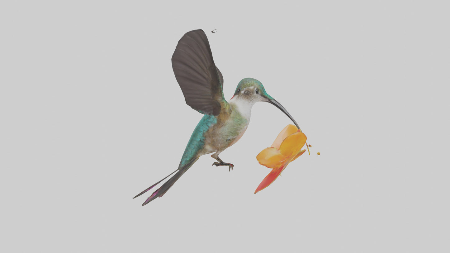 3D model Hummingbird feeding on nectar model VR / AR / low-poly