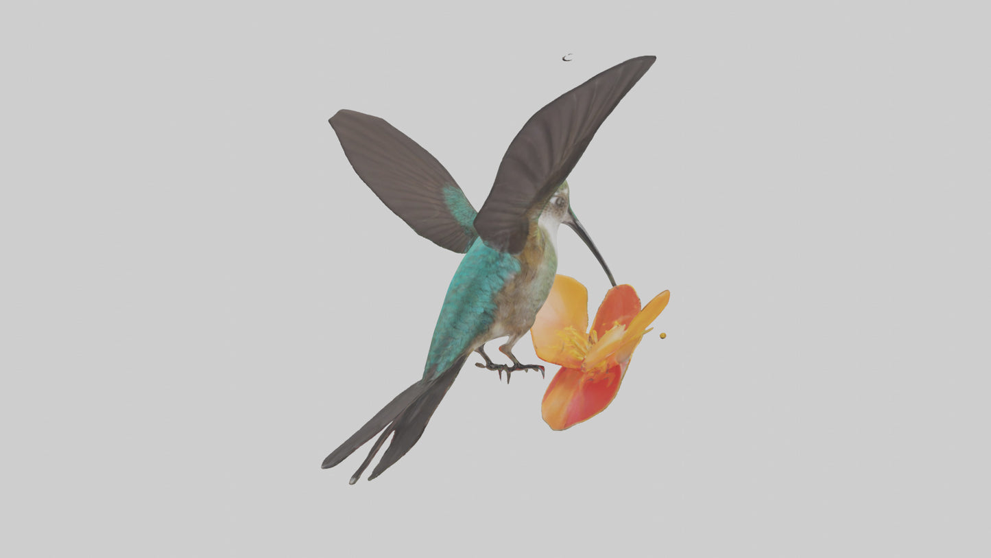 3D model Hummingbird feeding on nectar model VR / AR / low-poly