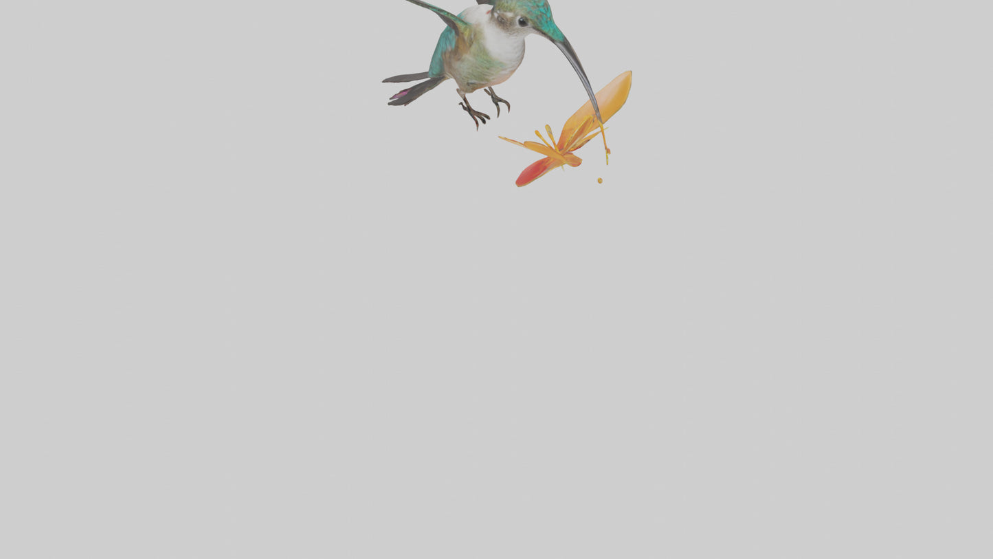 3D model Hummingbird feeding on nectar model VR / AR / low-poly