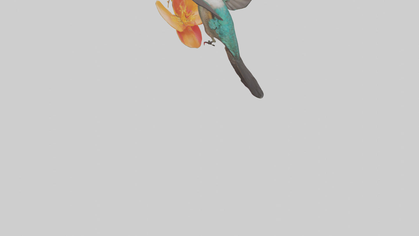 3D model Hummingbird feeding on nectar model VR / AR / low-poly