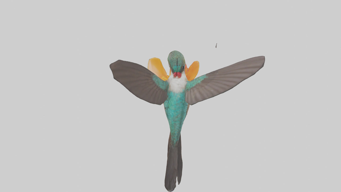 3D model Hummingbird feeding on nectar model VR / AR / low-poly
