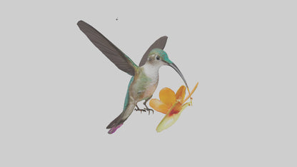 3D model Hummingbird feeding on nectar model VR / AR / low-poly