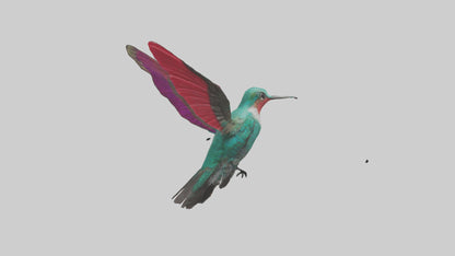 3D model Hummingbird hovering model VR / AR / low-poly