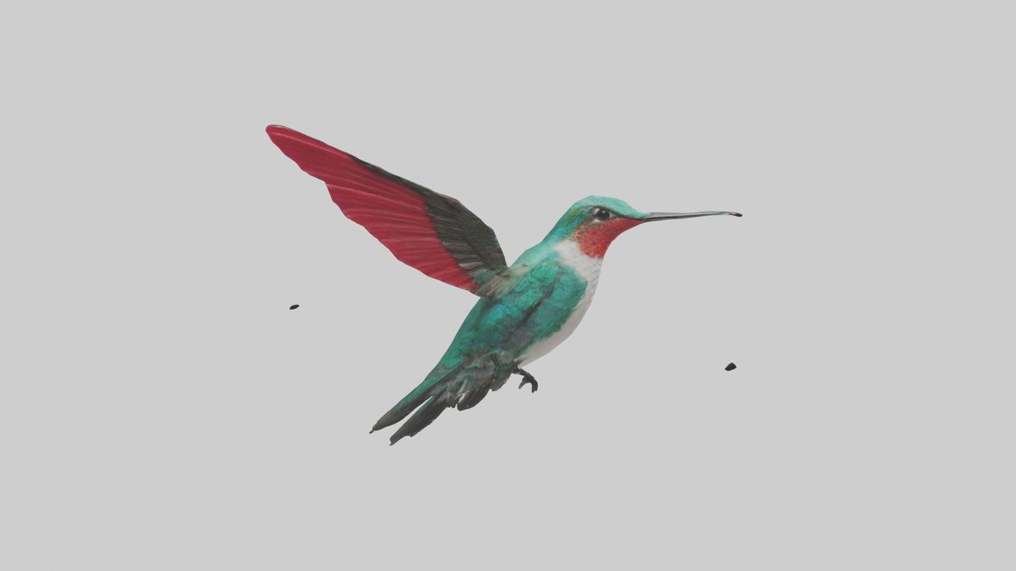 3D model Hummingbird hovering model VR / AR / low-poly