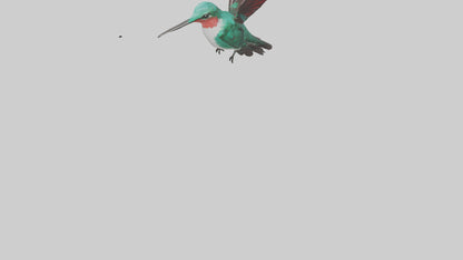 3D model Hummingbird hovering model VR / AR / low-poly