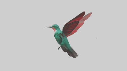 3D model Hummingbird hovering model VR / AR / low-poly