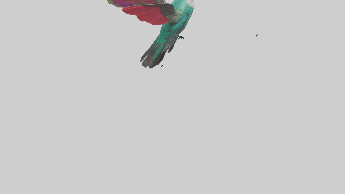 3D model Hummingbird hovering model VR / AR / low-poly