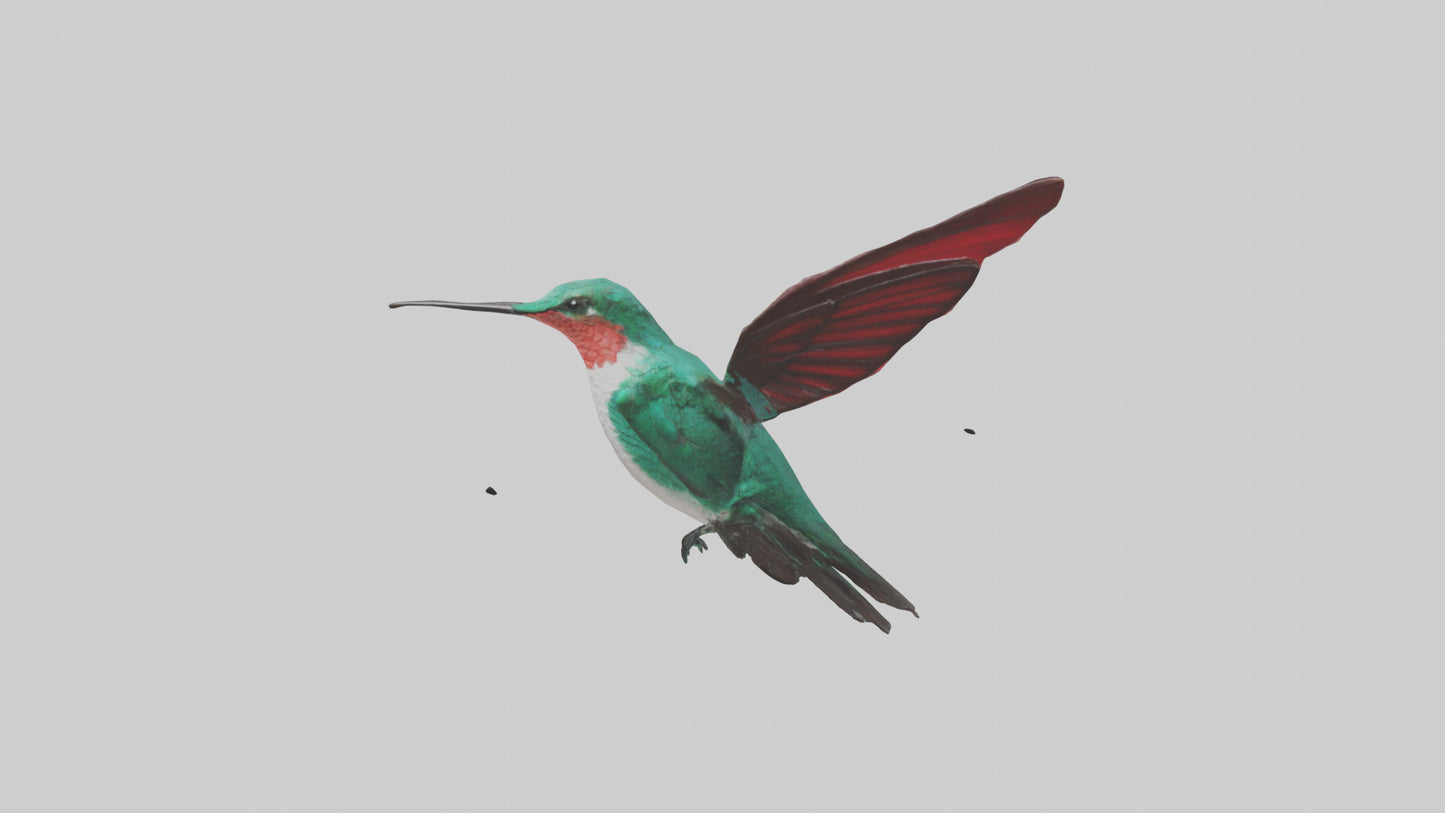 3D model Hummingbird hovering model VR / AR / low-poly