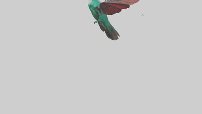 3D model Hummingbird hovering model VR / AR / low-poly