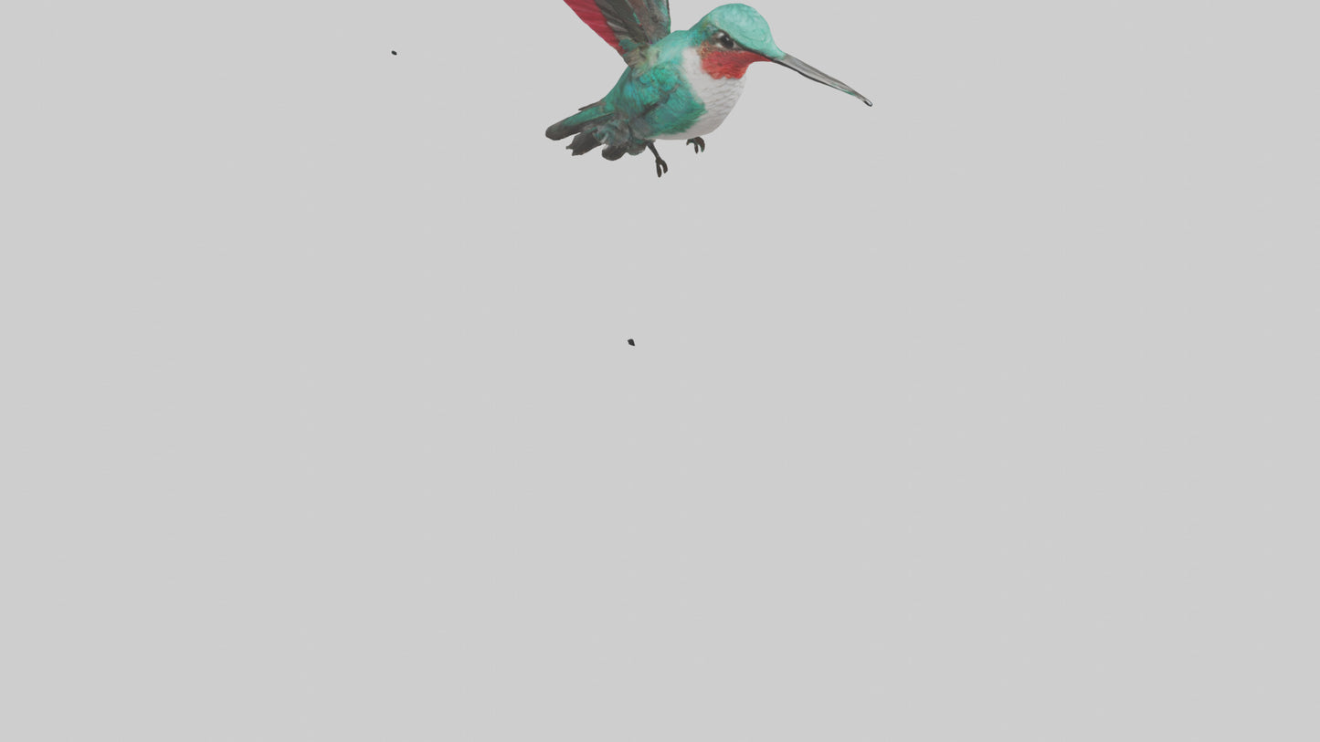 3D model Hummingbird hovering model VR / AR / low-poly
