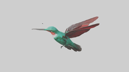 3D model Hummingbird hovering model VR / AR / low-poly