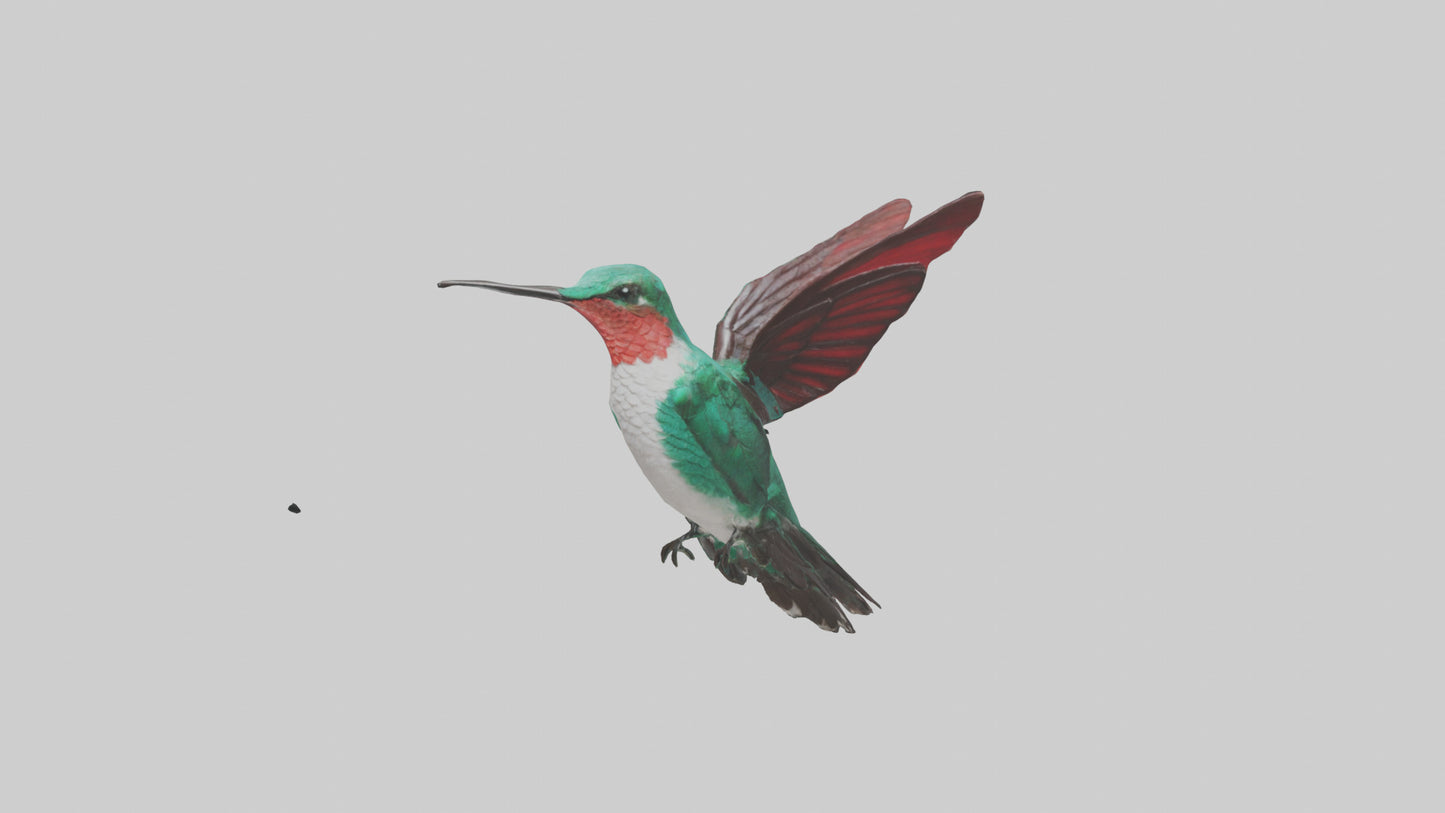 3D model Hummingbird hovering model VR / AR / low-poly
