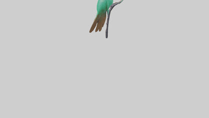 3D model Hummingbird statue model VR / AR / low-poly