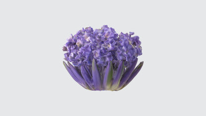 3D model Hyacinthus Flowers VR / AR / low-poly