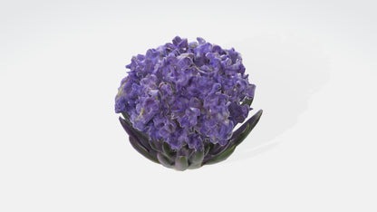 3D model Hyacinthus Flowers VR / AR / low-poly