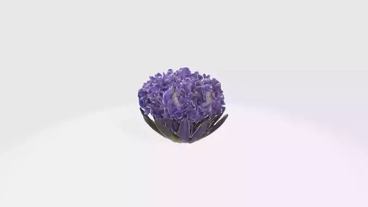 3D model Hyacinthus Flowers VR / AR / low-poly