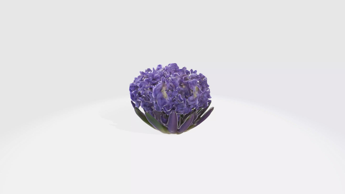 3D model Hyacinthus Flowers VR / AR / low-poly