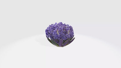 3D model Hyacinthus Flowers VR / AR / low-poly