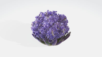 3D model Hyacinthus Flowers VR / AR / low-poly