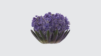 3D model Hyacinthus Flowers VR / AR / low-poly