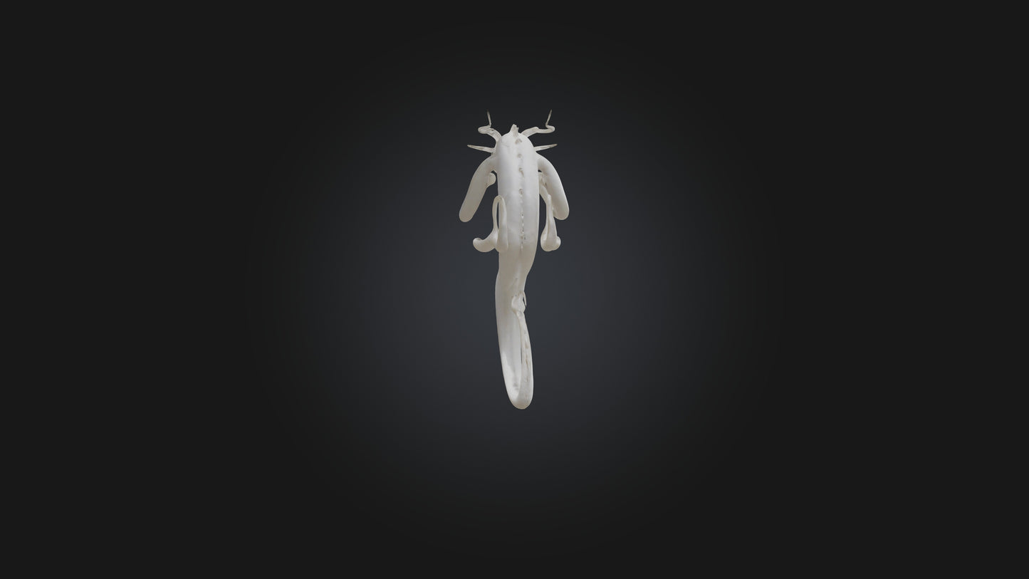 Hydra 3D model