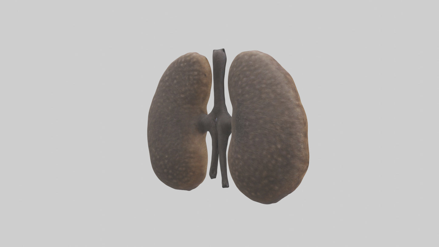 3D model Hyena Kidneys VR / AR / low-poly