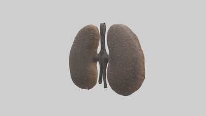 3D model Hyena Kidneys VR / AR / low-poly