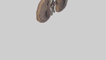 3D model Hyena Kidneys VR / AR / low-poly