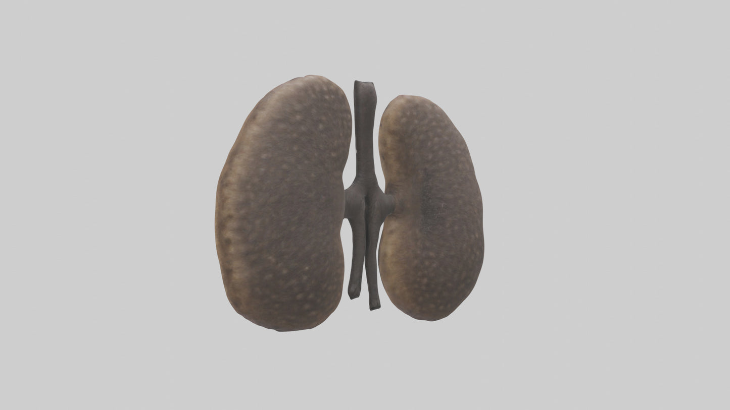 3D model Hyena Kidneys VR / AR / low-poly