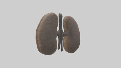 3D model Hyena Kidneys VR / AR / low-poly