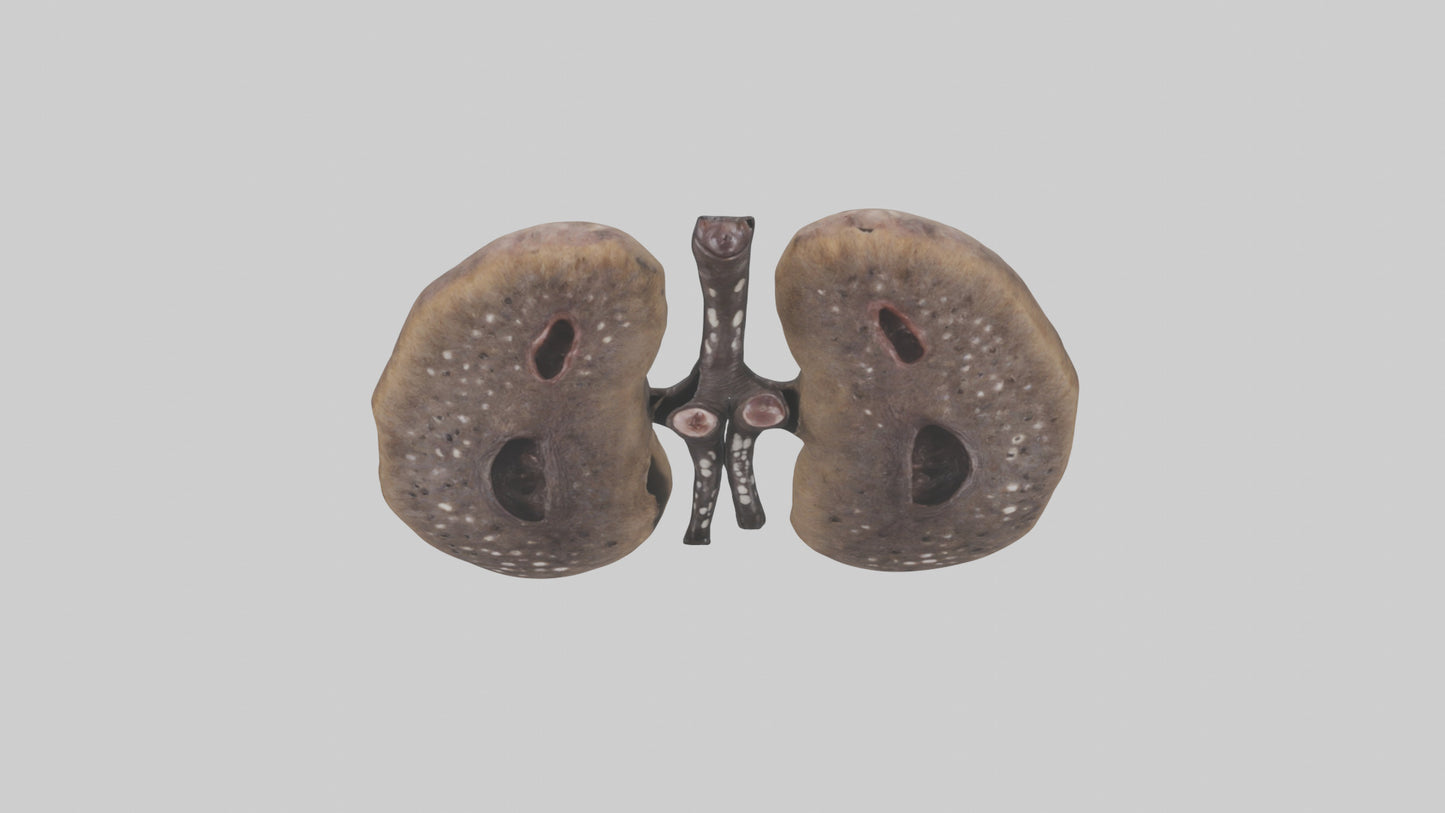 3D model Hyena Kidneys VR / AR / low-poly