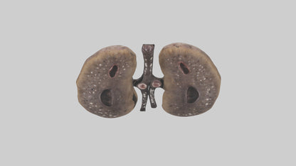 3D model Hyena Kidneys VR / AR / low-poly