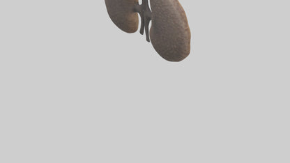 3D model Hyena Kidneys VR / AR / low-poly