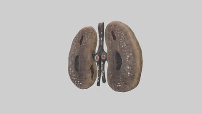 3D model Hyena Kidneys VR / AR / low-poly