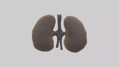 3D model Hyena Kidneys VR / AR / low-poly