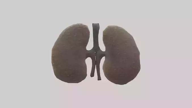 3D model Hyena Kidneys VR / AR / low-poly