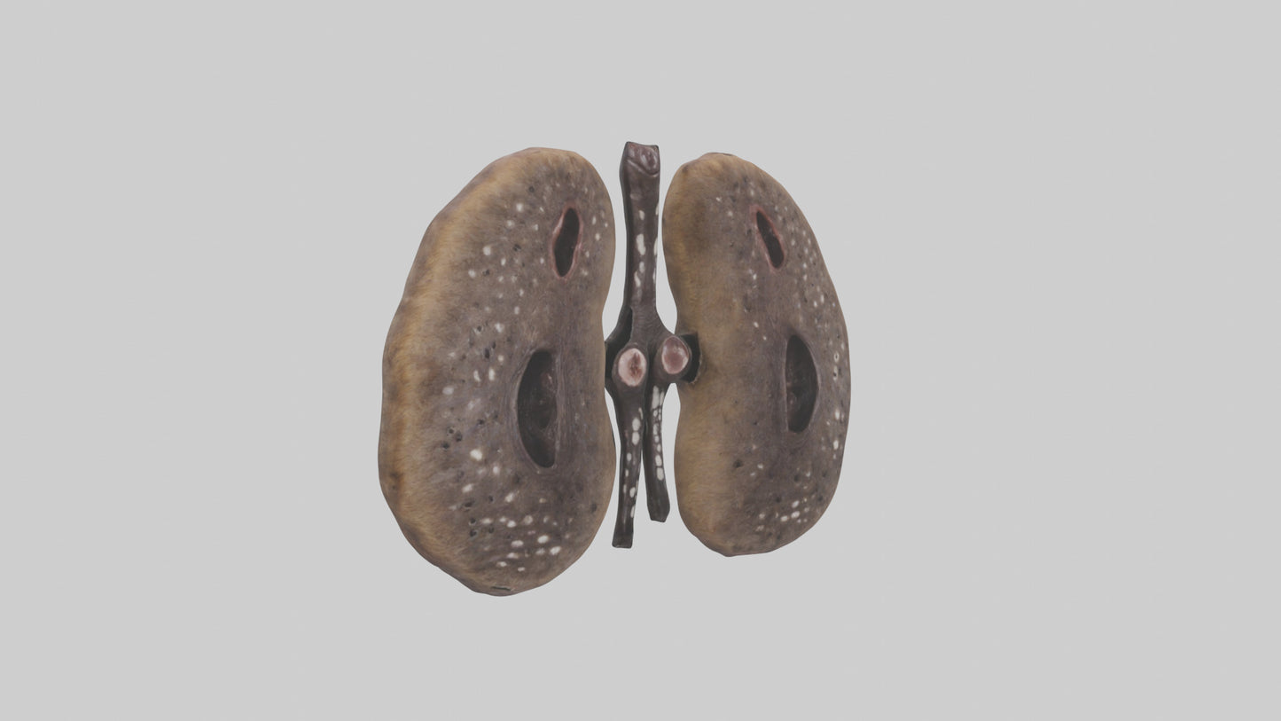 3D model Hyena Kidneys VR / AR / low-poly
