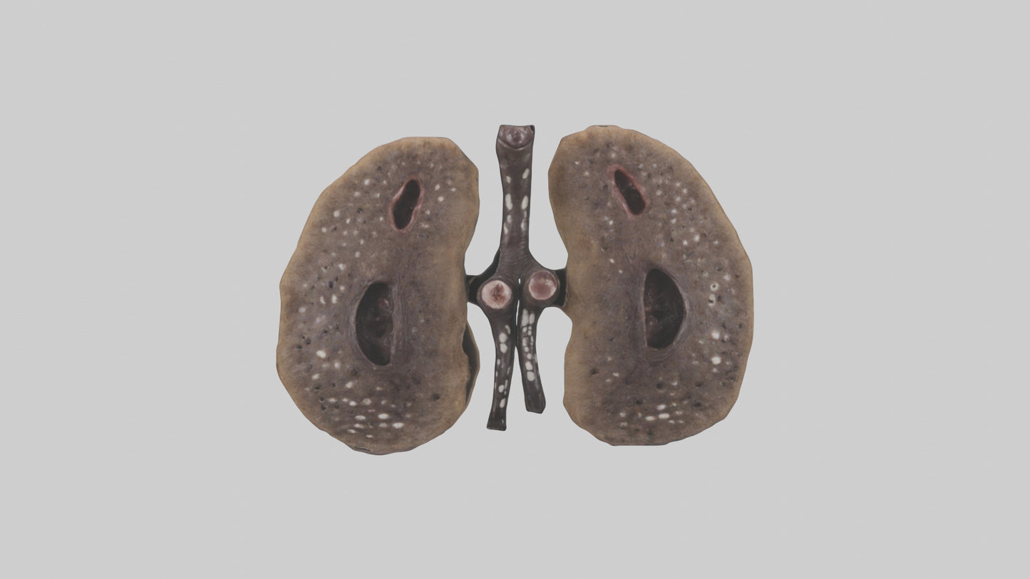 3D model Hyena Kidneys VR / AR / low-poly