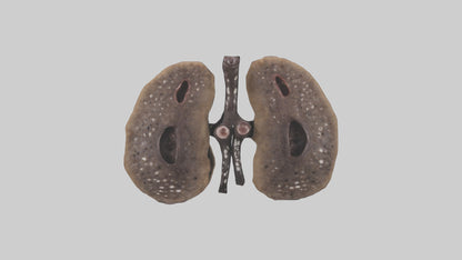 3D model Hyena Kidneys VR / AR / low-poly