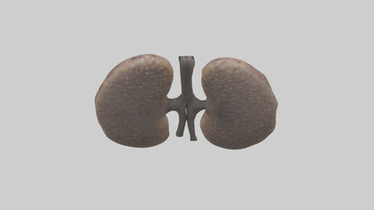 3D model Hyena Kidneys VR / AR / low-poly